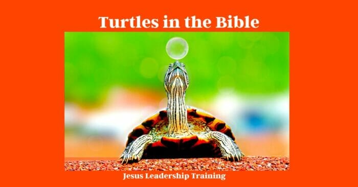  Turtles in the Bible