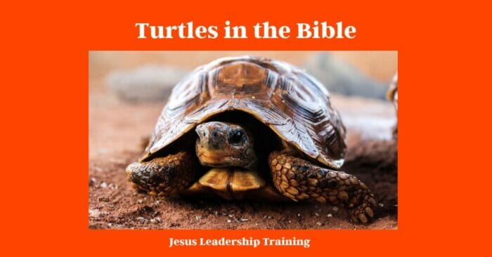 Turtles in the Bible (2024) 3 Turtles in the Bible
what does a turtle symbolize in the bible
what do turtles symbolize in the bible