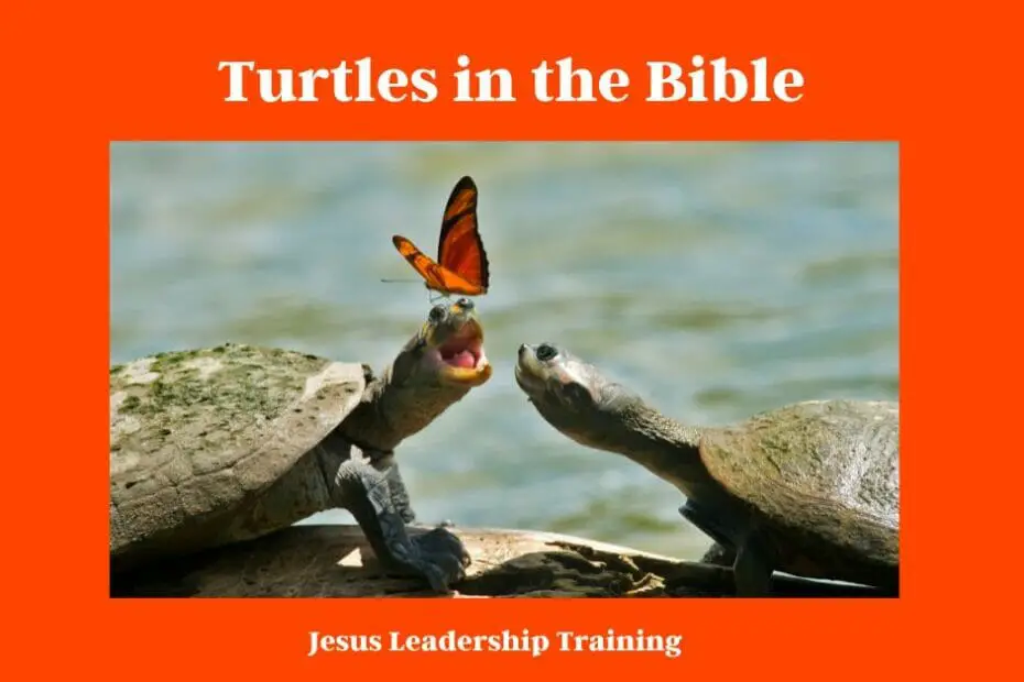 Turtles in the Bible