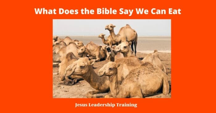 What Does the Bible Say We Can Eat | Eating | Bible Verses | PDF | Quiz 6 What Does the Bible Say We Can Eat