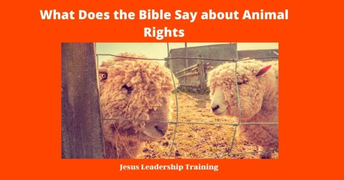 What Does the Bible Say about Animal Rights