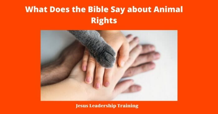 What Does the Bible Say about Animal Rights