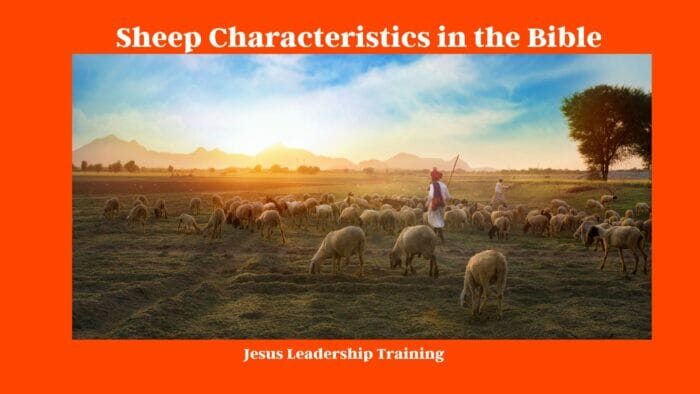 Sheep Characteristics in the Bible