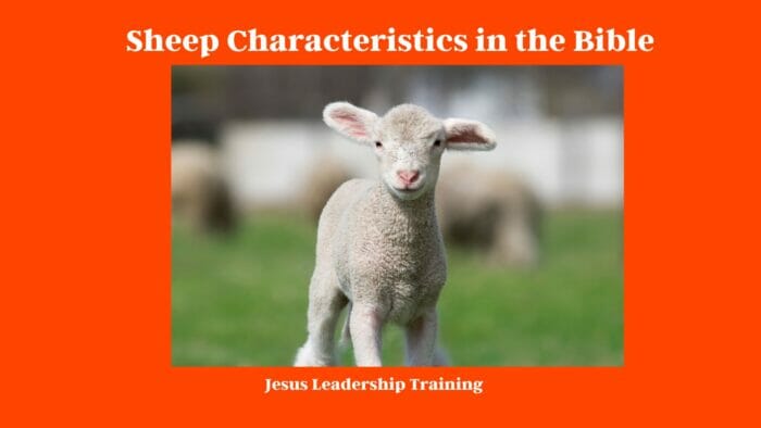 Sheep Characteristics in the Bible